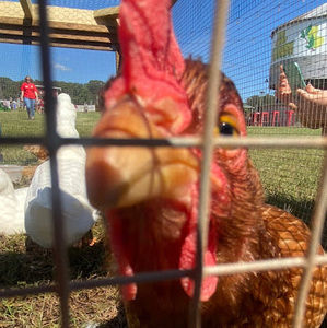 Meet your Posher, Melissa